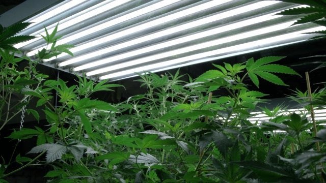 Marijuana plants grow under lights
