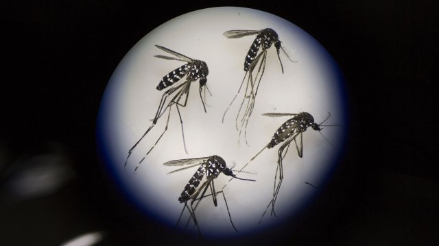 Female mosquitoes are seen underneath a microscope