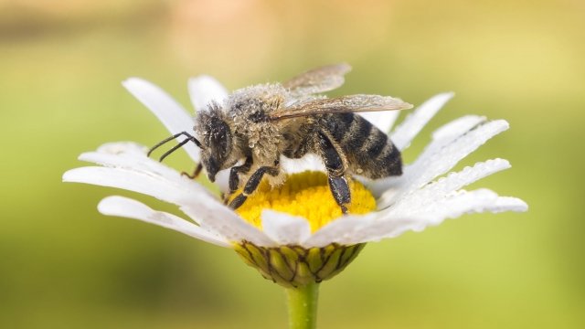 Western honeybee sits on top of a flower