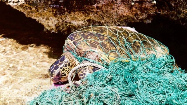 A sea turtle tangled in a fishing net