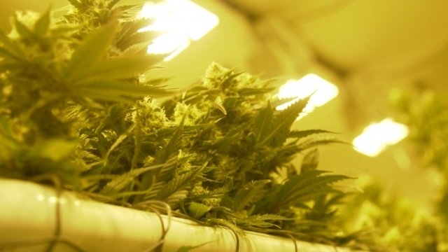 close up of a marijuana plant