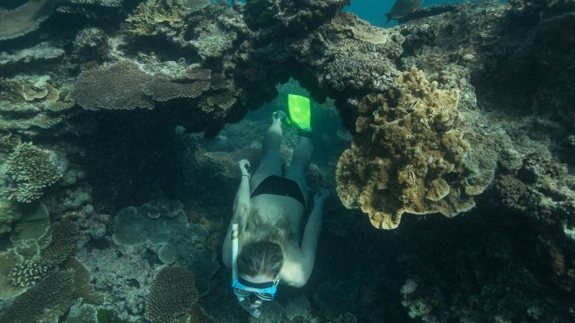 A person swims through a coral arch in the Great Barrier Reef