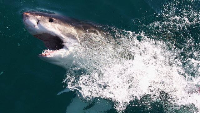 A shark swims off the coast of South Africa