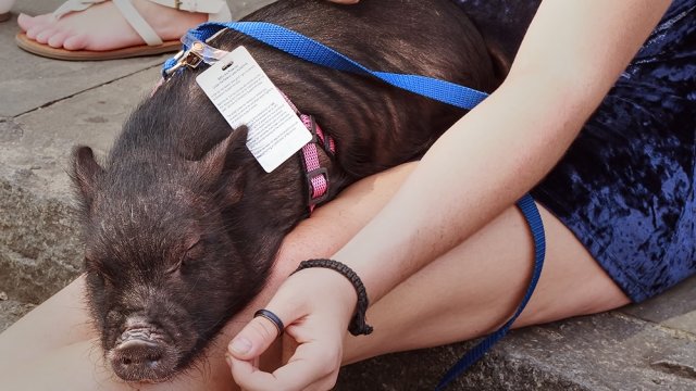 An emotional support pig rests on its owner