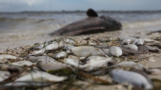 Dead fish on a Florida beach
