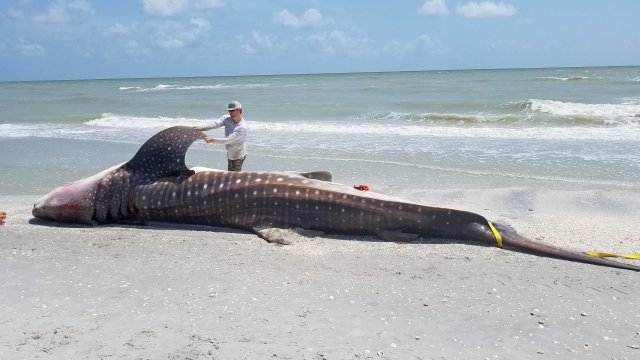 A man next to a dead whale shark on a Florida beach