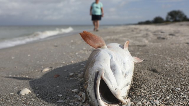 Fish killed during red tide