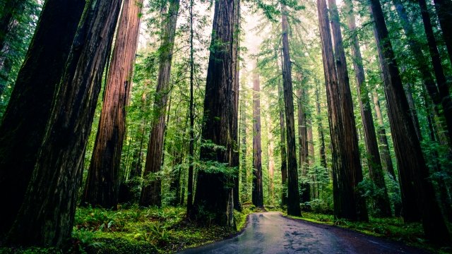 Redwood trees pictured in Humboldt, California