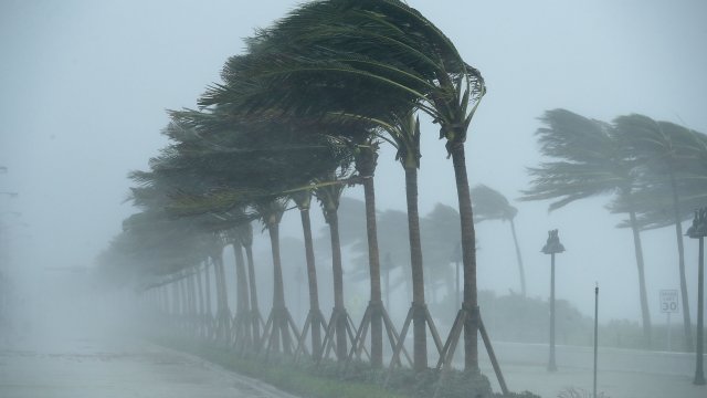 Trees bend during a storm during the peak of 2017 Atlantic hurricane season