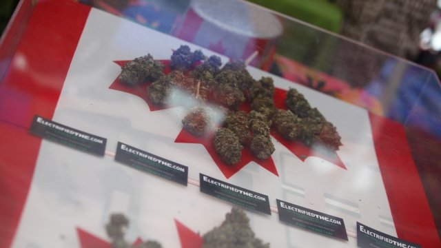 Marijuana buds on top of Canadian flag