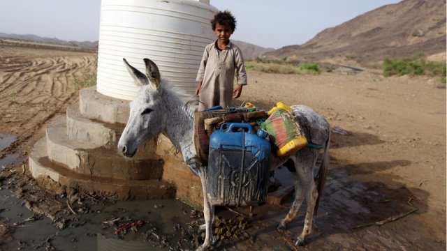Yemeni boy stands behind a donkey
