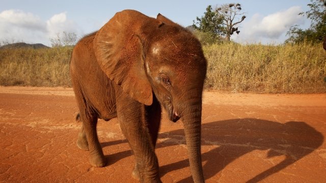 Five month old elephant