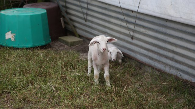 Sheep on a farm in North Carolina.