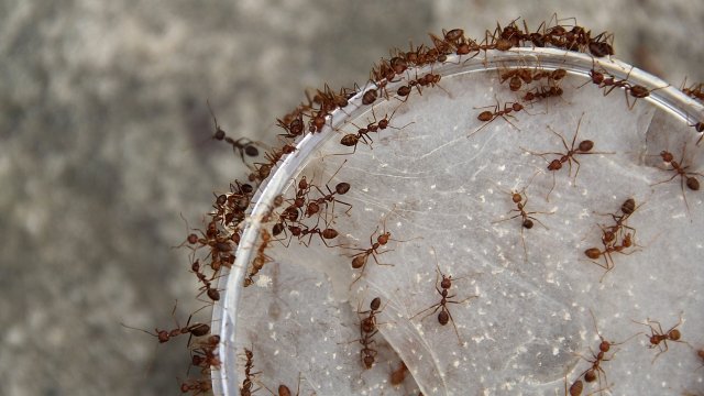 Ants enter a jar