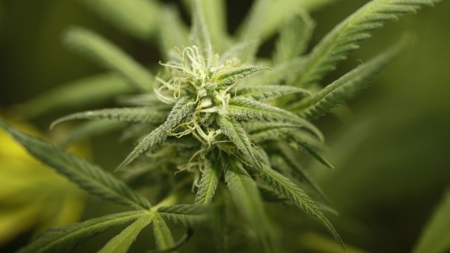 Marijuana plant grows at dispensary in California
