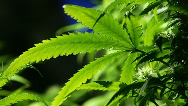 Cannabis plant grown in Amsterdam