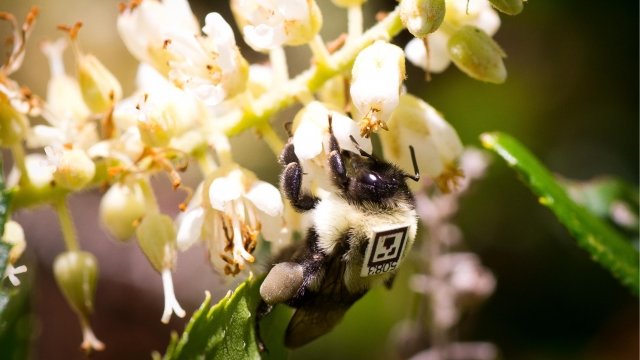 A bumblebee forages for pollen while wearing a unique tracking tag