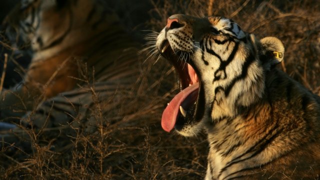A Siberian tiger yawns.