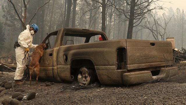 A dog searches for remains in Paradise, California