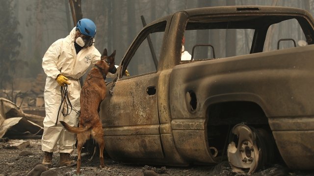 A rescue worker and their dog search a burned out car in California wild fires.