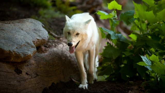 A gray wolf walks through her enclosure at the Smithsonian National Zoo