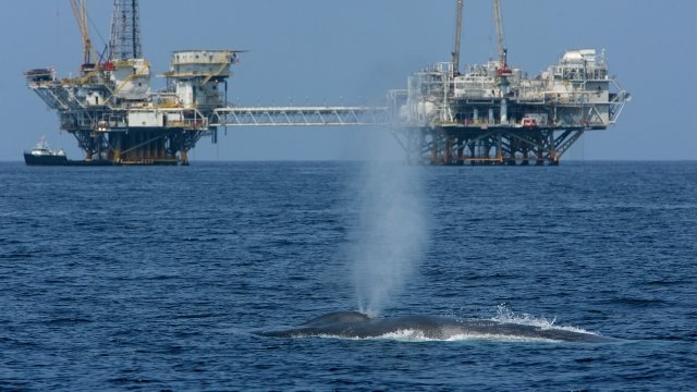 A whale breaches in front of an oil rig