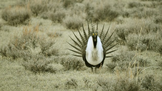 A greater sage grouse