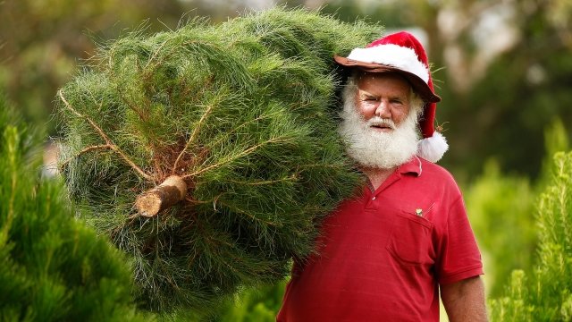 A man dressed as Santa Claus holds a Christmas tree