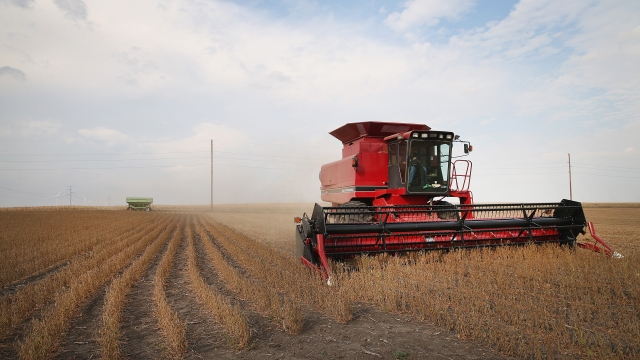 A soybean combine harvester in a field