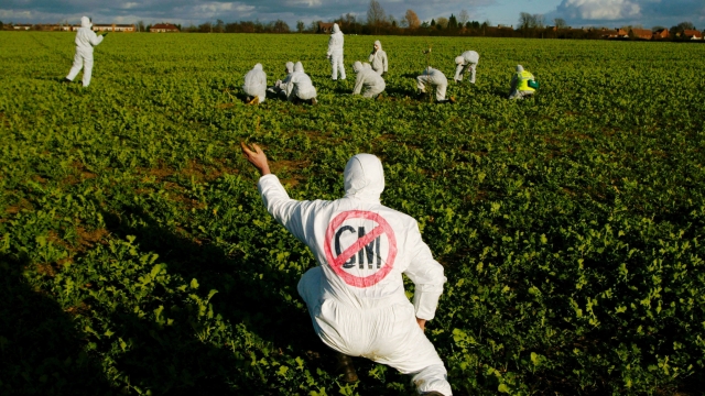 A protester tears up a genetically modified (GM) oil seed rape plant.