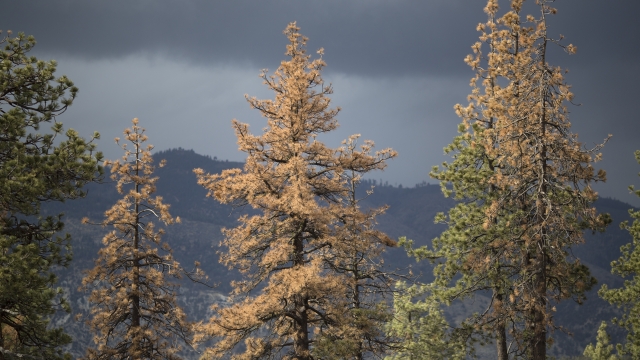 Dying trees are seen in a California forest