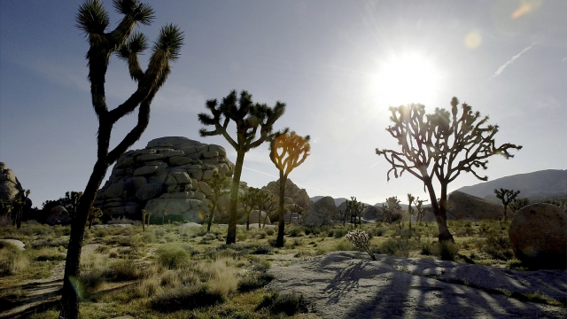 Joshua trees stand among rock formations