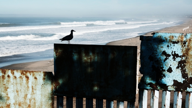 A bird perches on the U.S. border fence