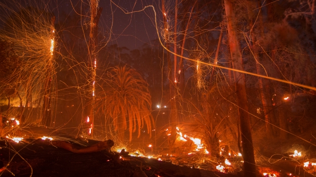 A strong wind blows embers from smoldering trees at the Thomas Fire