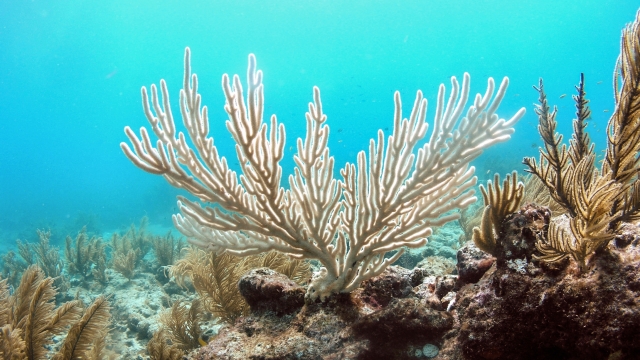 A bleached piece of coral stands among other coral off the coast of Florida.