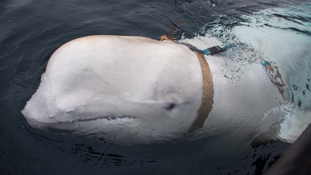 A beluga whale discovered wearing a harness marked "Equipment of St. Petersburg"