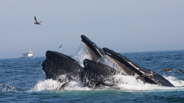 Humpback whales in the Stellwagen Bank National Marine Sanctuary