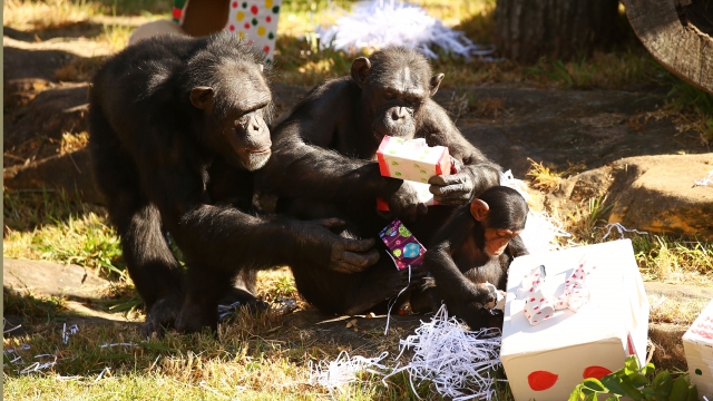 Chimps playing with boxes