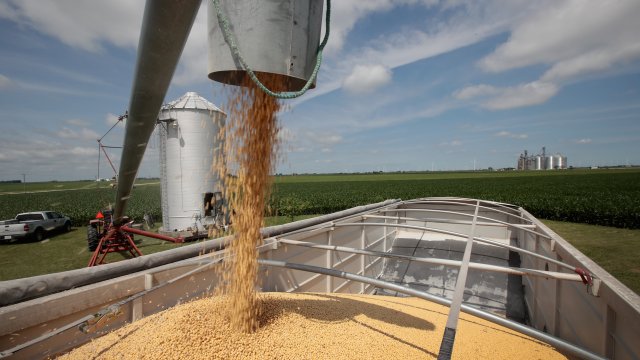 A farmer loads soybeans onto a truck.