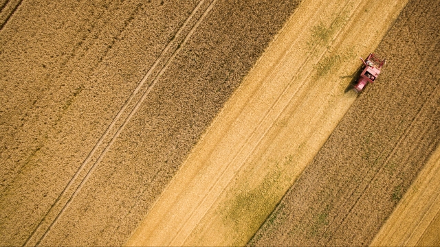 A tractor in a wheat field