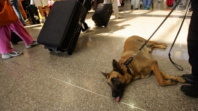 A dog at an airport