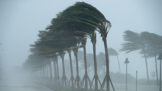 Trees bend as Hurricane Irma slams into Florida