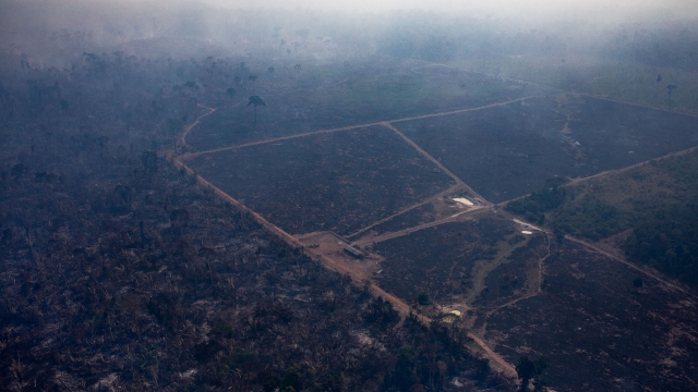 Charred forest lands near cleared properties in Brazil's Amazon region.