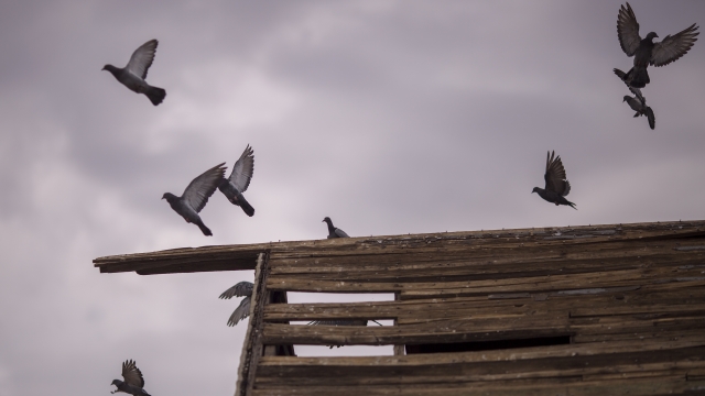 Pigeons take flight from a decaying house