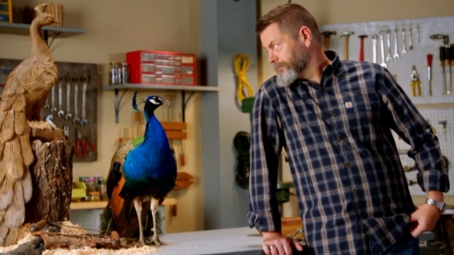 Nick Offerman stares at peacock