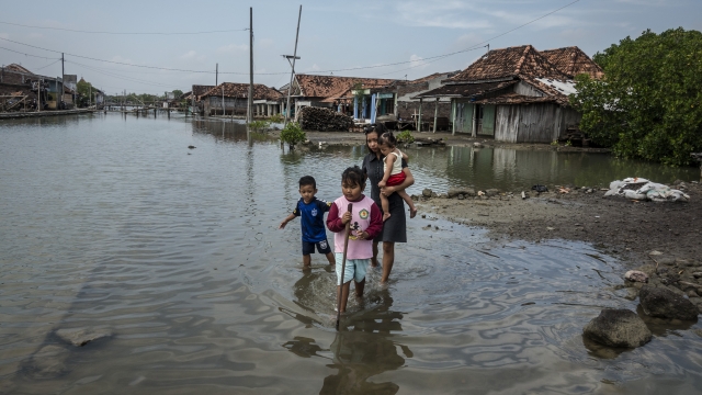 Villagers walk through flood waters from rising sea levels at Bedono village on June 7, 2017 in Demak, Indonesia