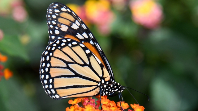 Officials are set to consider adding the monarch butterfly to the Endangered Species Act