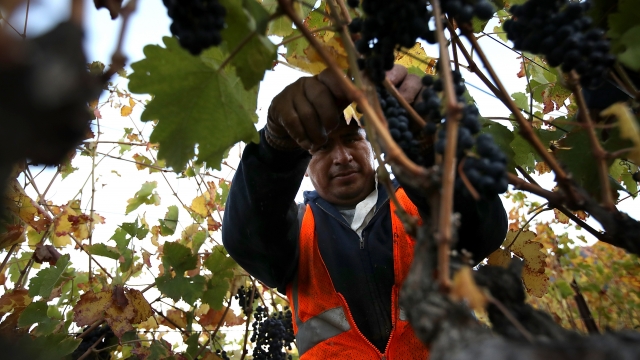 A field worker picking grapes