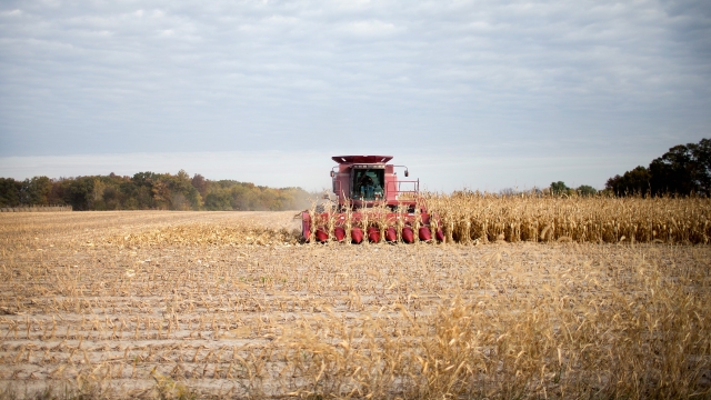 Iowa farmer harvests corn