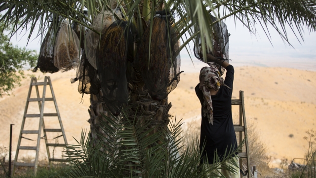 A woman harvests dates on an Israeli settlement in the Palestinian territories